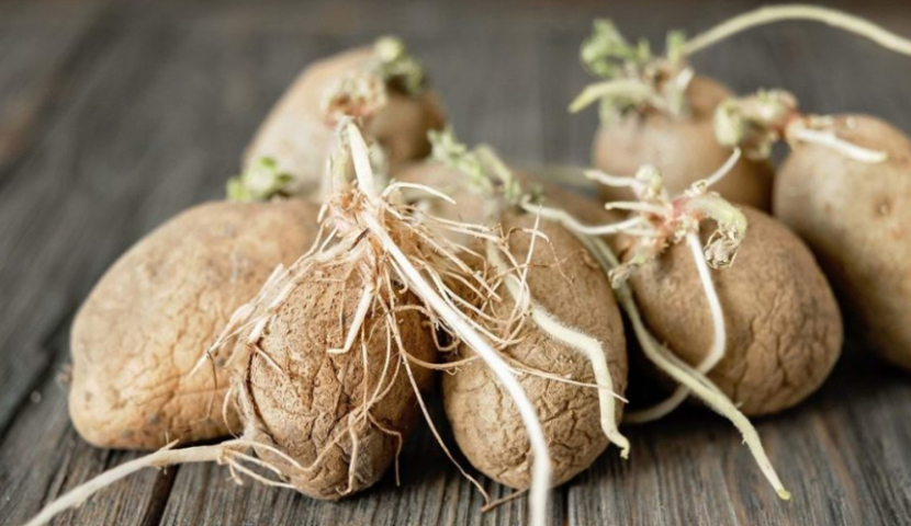 რამდენად მნიშვნელოვანია სათესლე კარტოფილი უხვი მოსავლისთვის - რჩევა(R) 