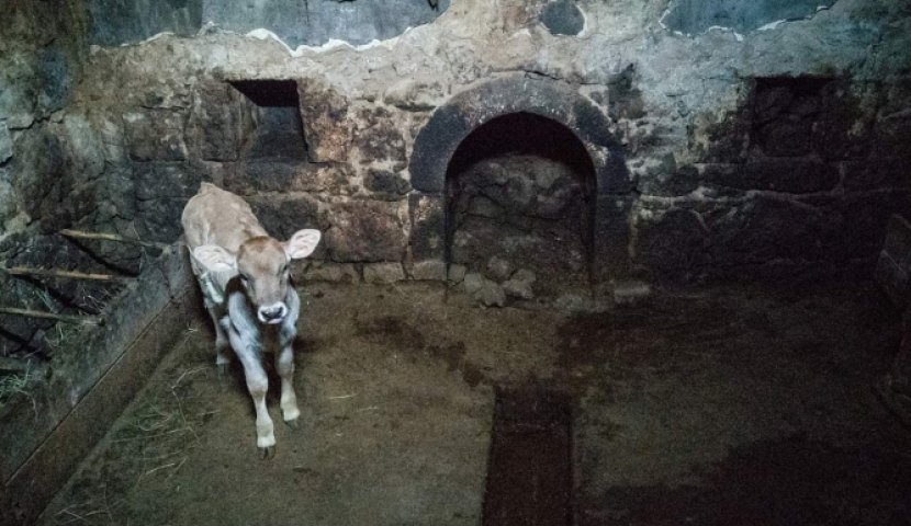 ეროვნული მემკვიდრეობა, რომელიც გადარჩენას საჭიროებს (ფოტორეპორტაჟი) 