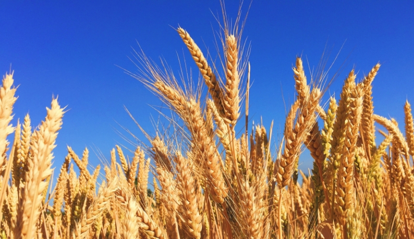 მინისტრის ბრძანება გაუქმდა