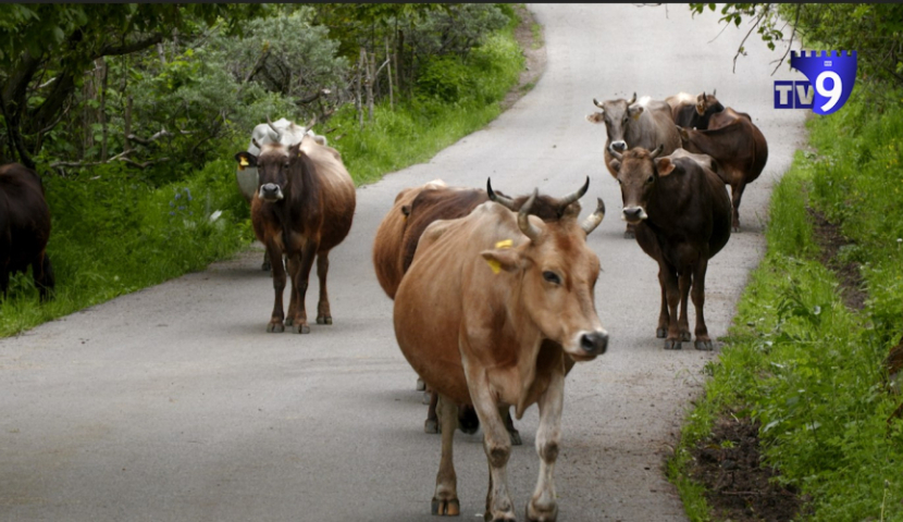 რა შემთხვევაში მიიღებენ პირუტყვის სიკვდილის შემთხვევაში მეპატრონეები სახელმწიფოსგან კომპენსაციას