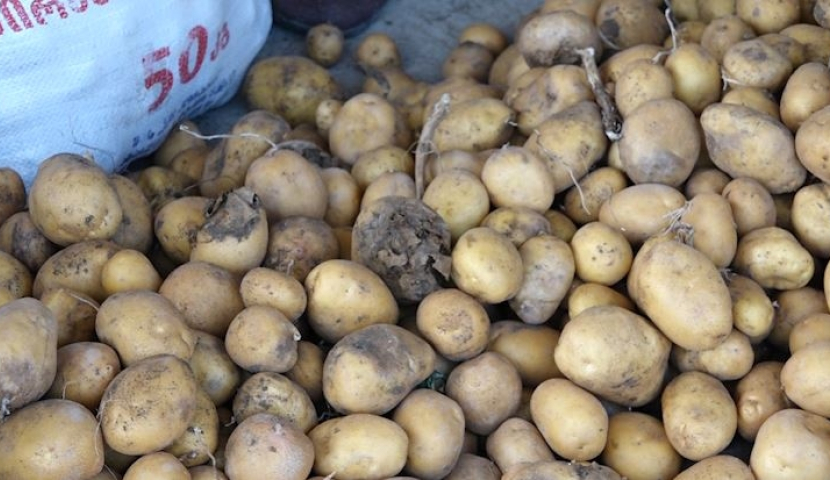 პანდემიის პირობებში მოყვანილი მოსავალი და ფერმერების პრობლემები