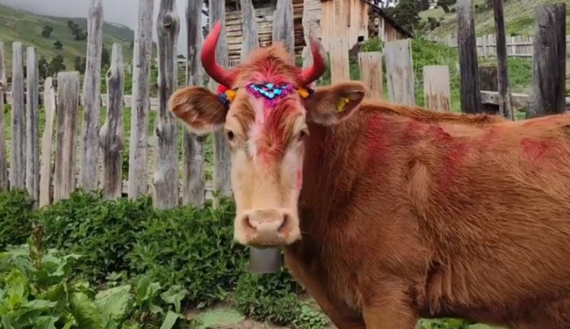 საქართველოში მსხვილფეხა საქონლის რაოდენობა გაიზარდა