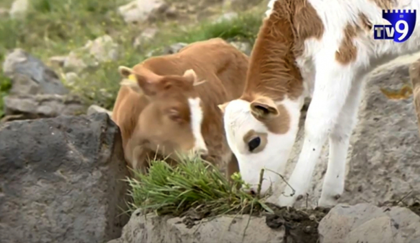 Որքանո՞վ է վտանգավոր «թուրքական» (Դաբաղ) հիվանդությունը