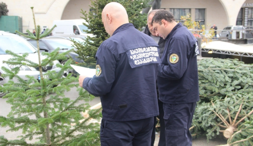 სამცხე-ჯავახეთში ნაძვის ხეები მოჭრეს