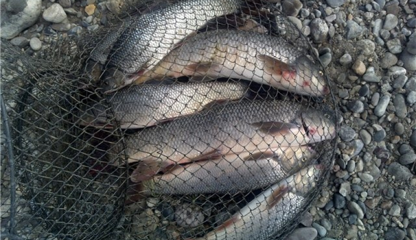 1 მაისიდან, აკრძალული საშუალებებით თევზაჭერაზე სანქციები მკაცრდება