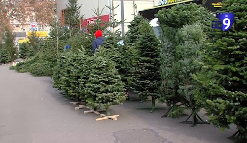 წიწვოვანი ხე-მცენარეების მოპოვებაზე, ტრანსპორტირებასა და რეალიზაციაზე კონტროლი მკაცრდება