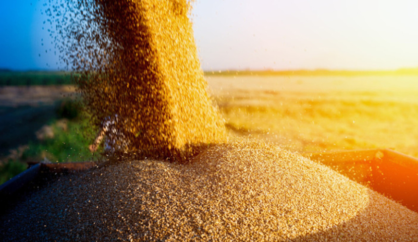 ხორბლის იმპორტი კვლავ შემცირდა, ფქვილის კი, გაიზარდა - მთავარი იმპორტიორი კვლავ რუსეთია