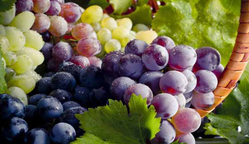 ქართული სუფრის ყურძენი ექსპორტზე წელს პირველად გავა