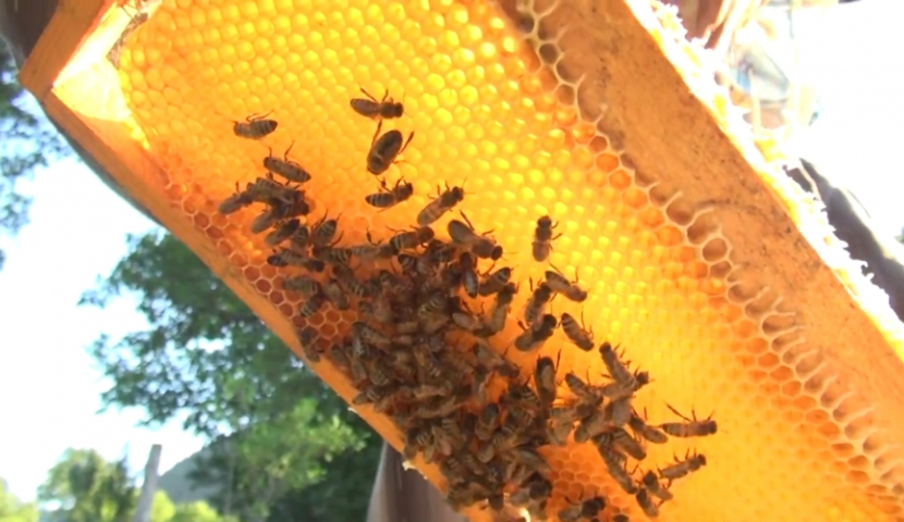 ქართულ თაფლში ანტიბიოტიკების რაოდენობა გაიზარდა