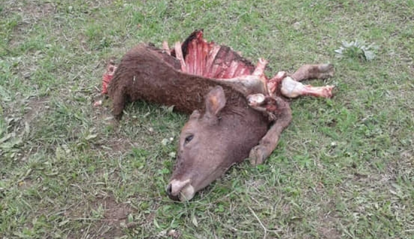ნაქალაქევსა და ფიაში მგლებმა პირუტყვი დაგლიჯეს