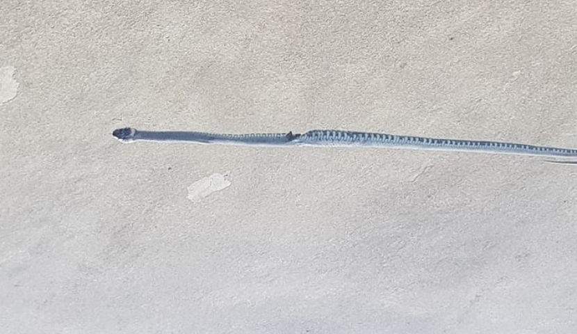 ტაბიძის ქუჩაზე გველი შენიშნეს